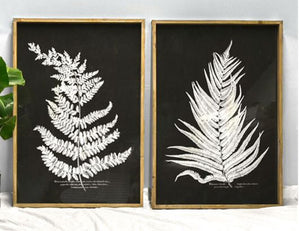 Framed wall art white fern print with black background 2 styles sold separately