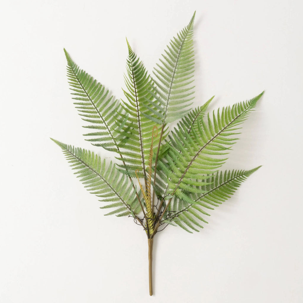 Fern bush