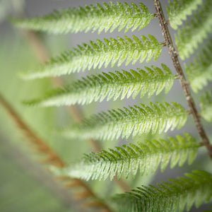 Fern bush