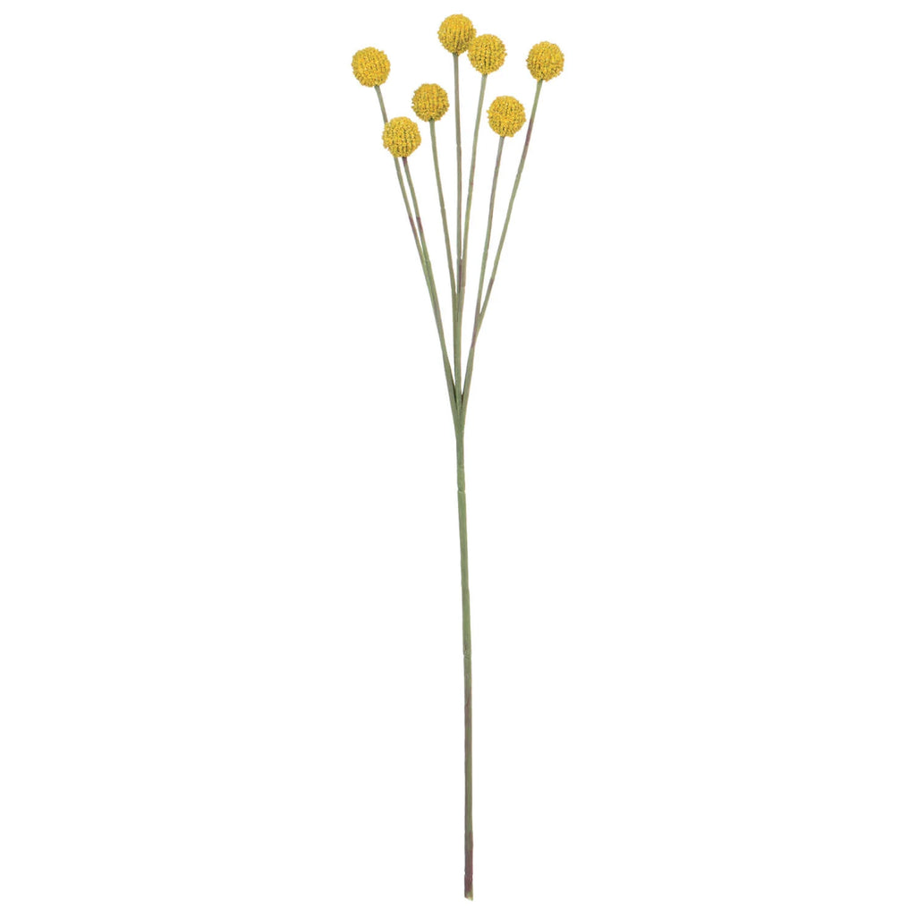 BILLY BUTTON STEM