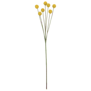 BILLY BUTTON STEM