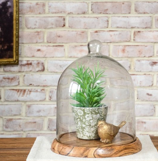 14" H. GLASS DOME W/ACACIA WOOD BASE