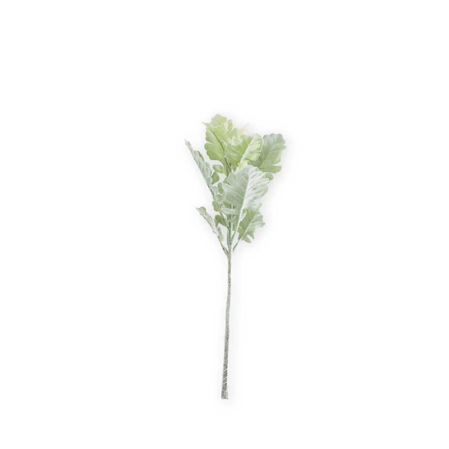 Green Dusty Miller Stem with Wide Leaves Spray