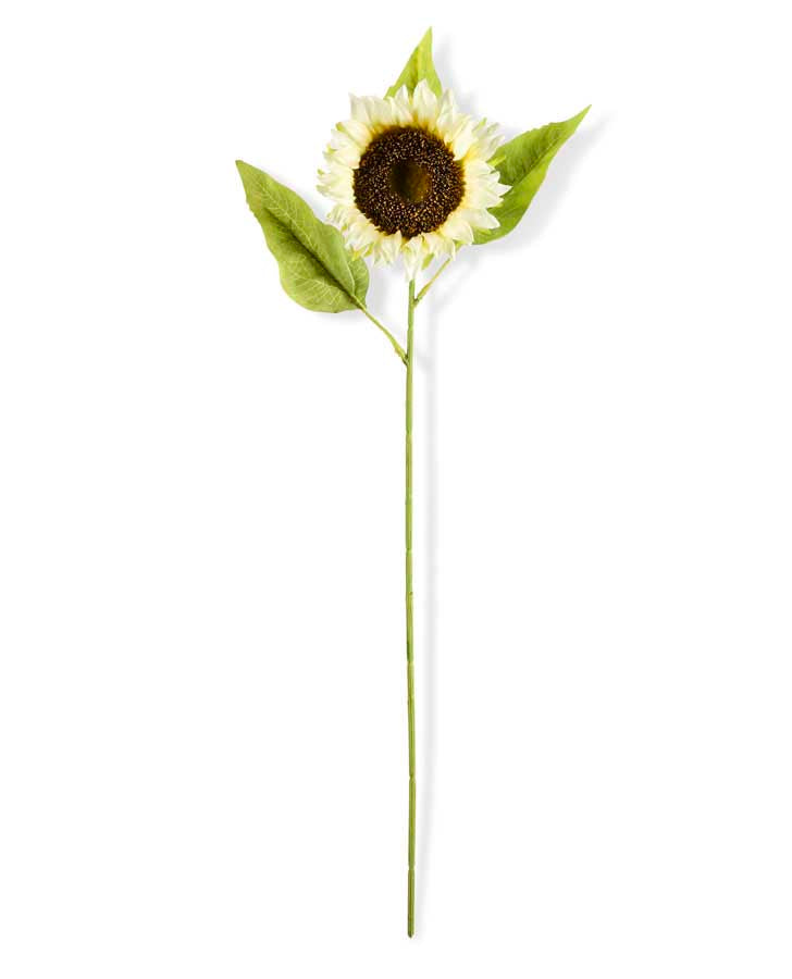 Single Small Cream Sunflower Stem
