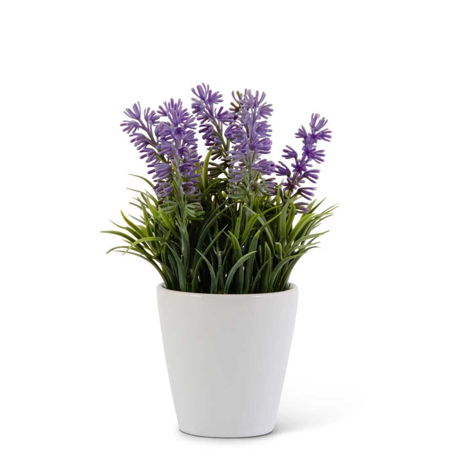 6.75 Inch Purple Lavender in White Ceramic Pot